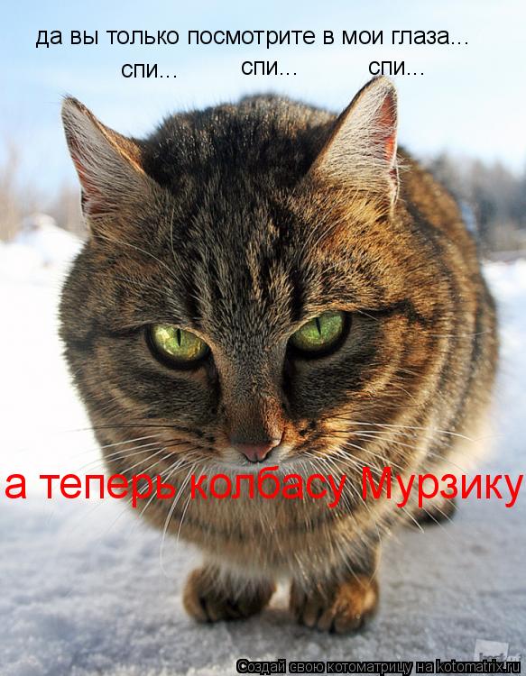 да вы только посмотрите в мои глаза... спи... спи... спи... а теперь колбасу Мурзику... Котоматрица: да вы только посмотрите в мои глаза... спи... спи... спи... а теперь колбасу Мурзику