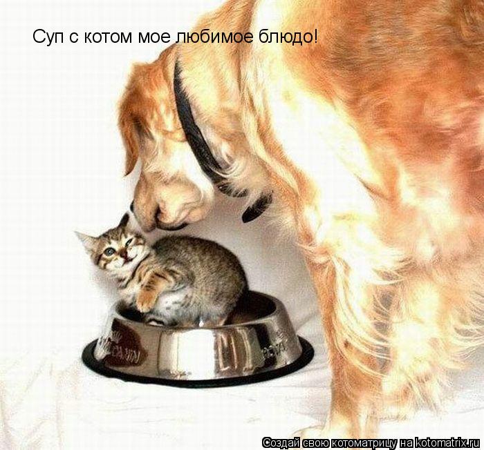 Суп с котом мое любимое блюдо!... Котоматрица: Суп с котом мое любимое блюдо!