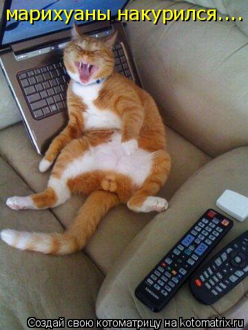 марихуаны накурился....... Котоматрица: марихуаны накурился....