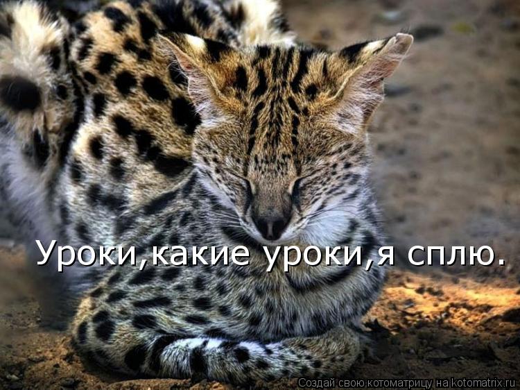 Уроки,какие уроки,я сплю.... Котоматрица: Уроки,какие уроки,я сплю.