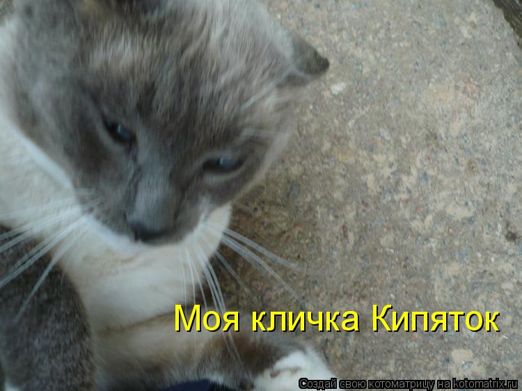 R Моя кличка Кипяток... Котоматрица: R Моя кличка Кипяток