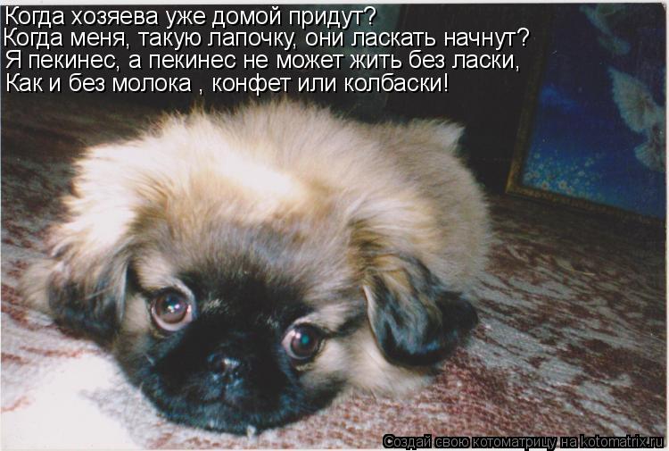 Когда хозяева уже домой придут? Когда меня, такую лапочку, они ласкать начнут? Я пекинес, а пекинес н... Котоматрица: Когда хозяева уже домой придут? Когда меня, такую лапочку, они ласкать начнут? Я пекинес, а пекинес не может жить без ласки, Как и без молока ,