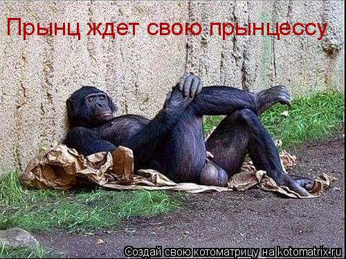 Прынц ждет свою прынцессу... Котоматрица: Прынц ждет свою прынцессу