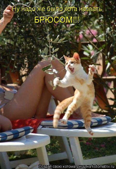 Ну надо же было кота назвать БРЮСОМ!!!... Котоматрица: Ну надо же было кота назвать БРЮСОМ!!!