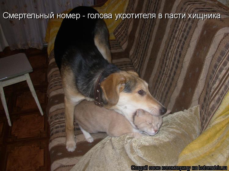 Смертельный номер - голова укротителя в пасти хищника... Котоматрица: Смертельный номер - голова укротителя в пасти хищника