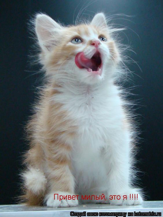 Привет милый, это я !!!!... Котоматрица: Привет милый, это я !!!!