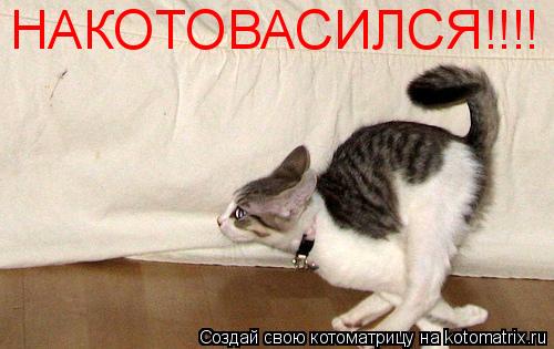 Котоматрица: НАКОТОВАСИЛСЯ!!!!