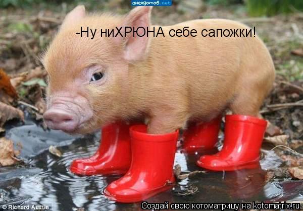 -Ну ниХРЮНА себе сапожки!... Котоматрица: -Ну ниХРЮНА себе сапожки!