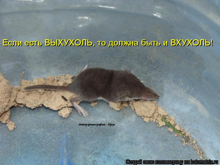 Если есть ВЫХУХОЛЬ, то должна быть и ВХУХОЛЬ!... Котоматрица: Если есть ВЫХУХОЛЬ, то должна быть и ВХУХОЛЬ!