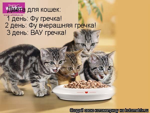 Диета для кошек: 1 день: Фу гречка! 2 день: Фу вчерашняя гречка! 3 день: ВАУ гречка!... Котоматрица: Диета для кошек: 1 день: Фу гречка! 2 день: Фу вчерашняя гречка! 3 день: ВАУ гречка!