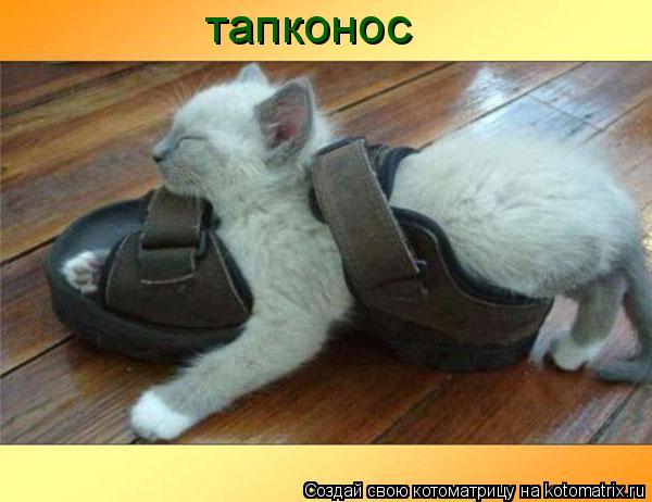 тапконос... Котоматрица: тапконос