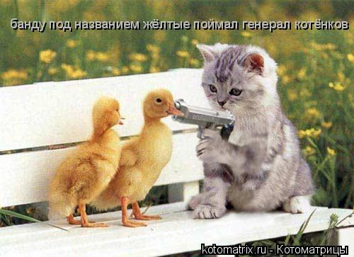 банду под названием жёлтые поймал генерал котёнков... Котоматрица: банду под названием жёлтые поймал генерал котёнков