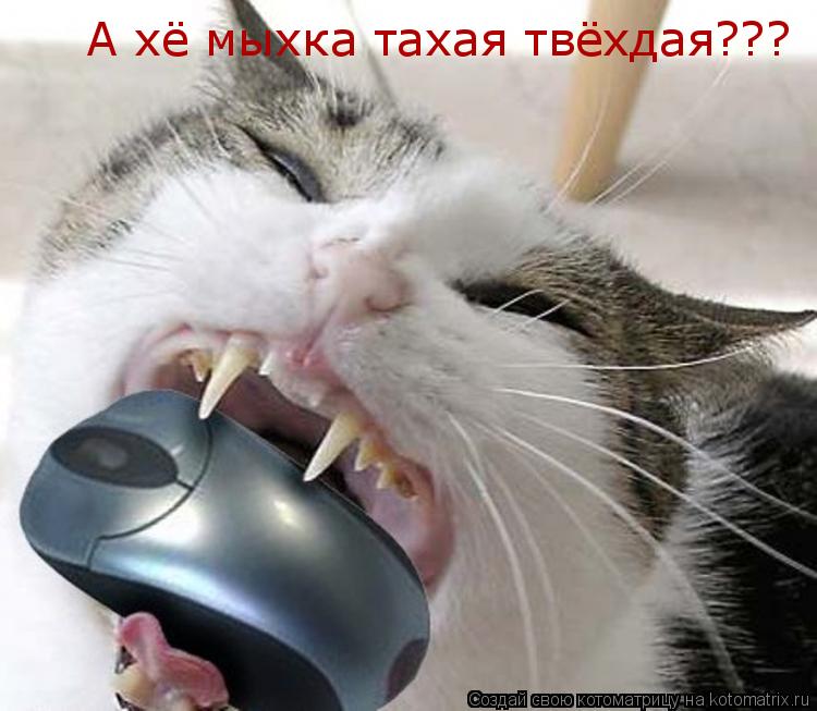 А хё мыхка тахая твёхдая???... Котоматрица: А хё мыхка тахая твёхдая???