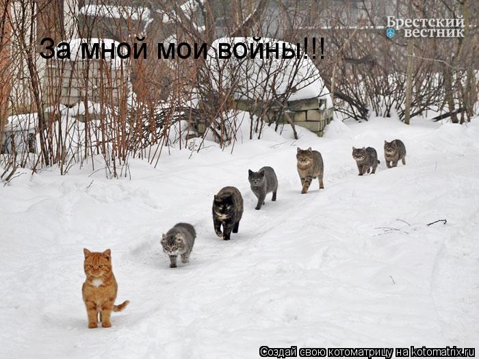 За мной мои войны!!!... Котоматрица: За мной мои войны!!!