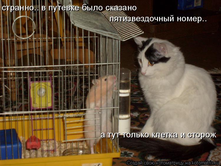 странно.. в путевке было сказано пятизвездочный номер.. а тут только клетка и сторож... Котоматрица: странно.. в путевке было сказано пятизвездочный номер.. а тут только клетка и сторож