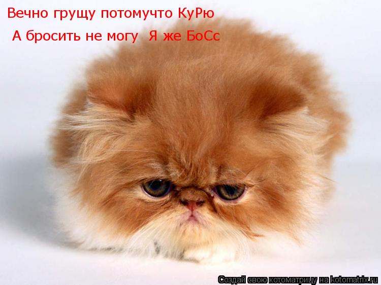Вечно грущу потомучто КуРю А бросить не могу Я же БоСс... Котоматрица: Вечно грущу потомучто КуРю А бросить не могу Я же БоСс