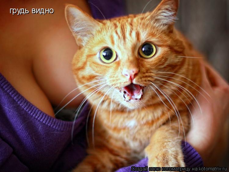 грудь видно... Котоматрица: грудь видно