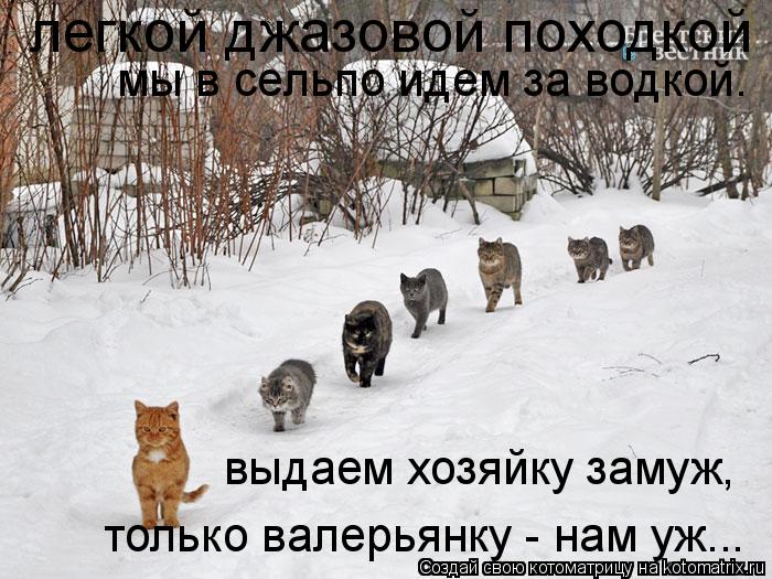 легкой джазовой походкой мы в сельпо идем за водкой. выдаем хозяйку замуж, только валерьянку - нам ... Котоматрица: легкой джазовой походкой мы в сельпо идем за водкой. выдаем хозяйку замуж, только валерьянку - нам уж...