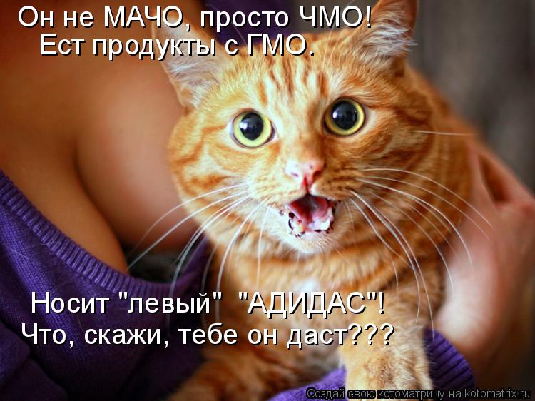 Он не МАЧО, просто ЧМО! Ест продукты с ГМО. Носит "левый" "АДИДАС"! Что, скажи, тебе он даст???... Котоматрица: Он не МАЧО, просто ЧМО! Ест продукты с ГМО. Носит "левый" "АДИДАС"! Что, скажи, тебе он даст???