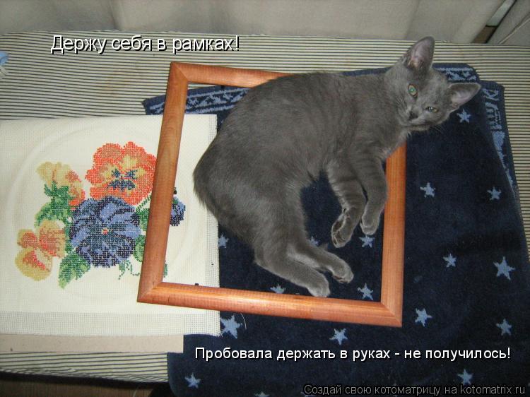 Держу себя в рамках! Пробовала держать в руках - не получилось!... Котоматрица: Держу себя в рамках! Пробовала держать в руках - не получилось!