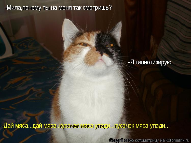 -Мила,почему ты на меня так смотришь? -Я гипнотизирую... -Дай мяса...дай мяса..кусочек мяса упади...к... Котоматрица: -Мила,почему ты на меня так смотришь? -Я гипнотизирую... -Дай мяса...дай мяса..кусочек мяса упади...кусочек мяса упади...
