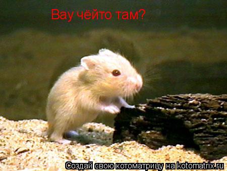 Вау чёйто там?... Котоматрица: Вау чёйто там?
