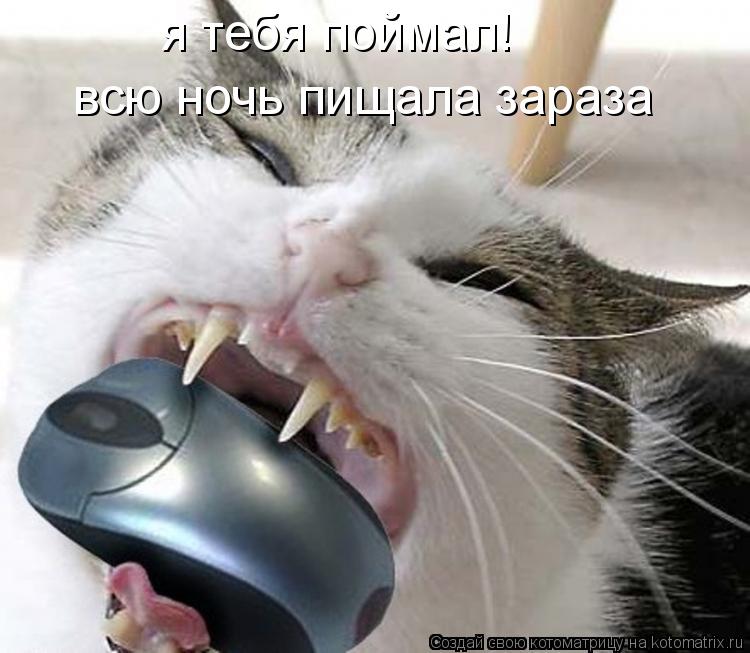 я тебя поймал! всю ночь пищала зараза... Котоматрица: я тебя поймал! всю ночь пищала зараза