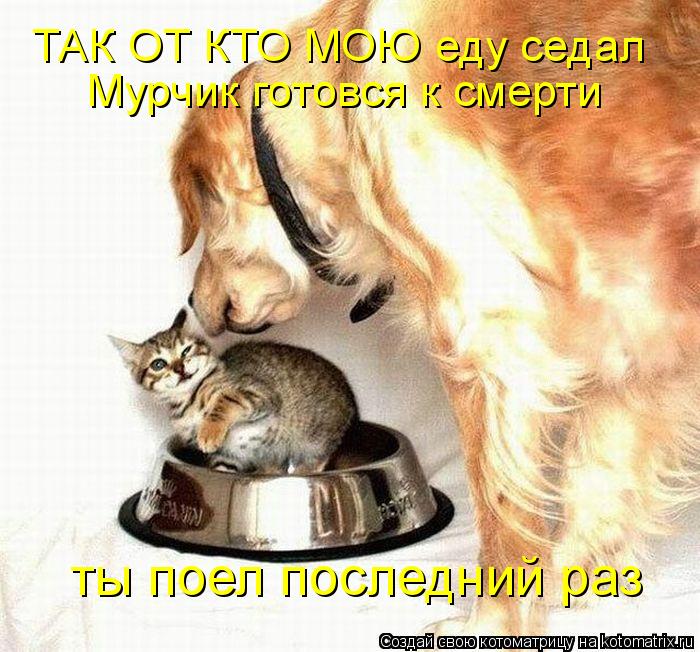 ТАК ОТ КТО МОЮ еду седал Мурчик готовся к смерти ты поел последний раз... Котоматрица: ТАК ОТ КТО МОЮ еду седал Мурчик готовся к смерти ты поел последний раз