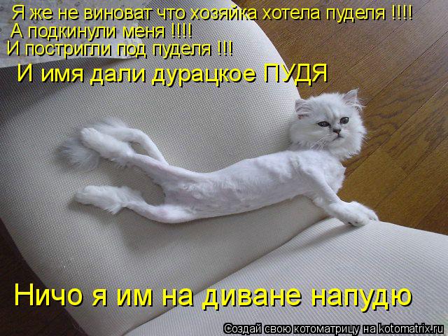 Я же не виноват что хозяйка хотела пуделя !!!! А подкинули меня !!!! И постригли под пуделя !!! И им... Котоматрица: Я же не виноват что хозяйка хотела пуделя !!!! А подкинули меня !!!! И постригли под пуделя !!! И имя дали дурацкое ПУДЯ Ничо я им на диване напуд