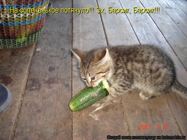 Котоматрица: На солененькое потянуло!!! Эх, Барсик, Барсик!!!