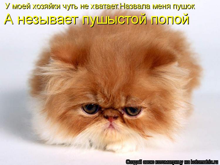 У моей хозяйки чуть не хватает.Назвала меня пушок А незывает пушыстой попой... Котоматрица: У моей хозяйки чуть не хватает.Назвала меня пушок А незывает пушыстой попой