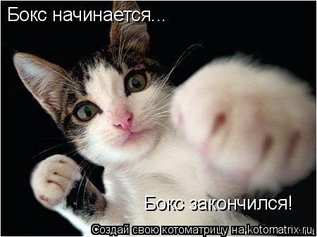 Бокс начинается... Бокс закончился!... Котоматрица: Бокс начинается... Бокс закончился!