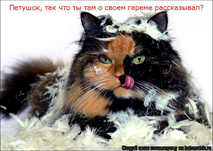 Петушок, так что ты там о своем гареме рассказывал?... Котоматрица: Петушок, так что ты там о своем гареме рассказывал?
