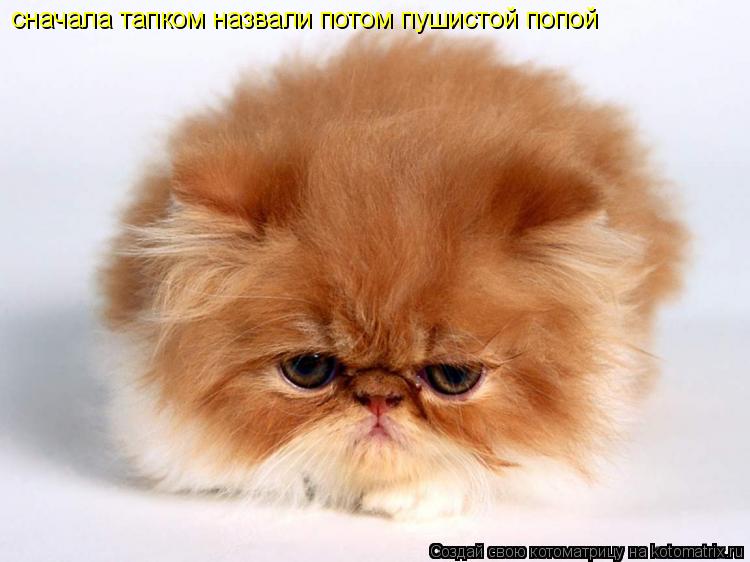 сначала тапком назвали потом пушистой попой... Котоматрица: сначала тапком назвали потом пушистой попой