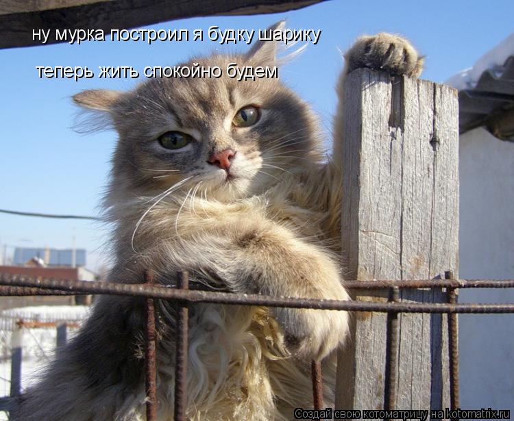 ну мурка построил я будку шарику теперь жить спокойно будем... Котоматрица: ну мурка построил я будку шарику теперь жить спокойно будем