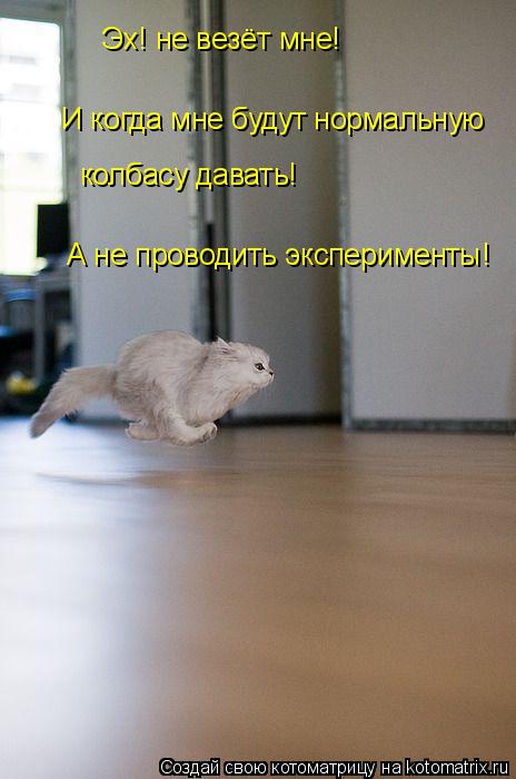 Эх! не везёт мне! И когда мне будут нормальную колбасу давать! А не проводить эксперименты!... Котоматрица: Эх! не везёт мне! И когда мне будут нормальную колбасу давать! А не проводить эксперименты!