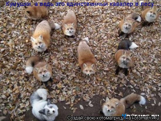 Кумушки, а ведь это единственный кавалер в лесу........ Котоматрица: Кумушки, а ведь это единственный кавалер в лесу.....