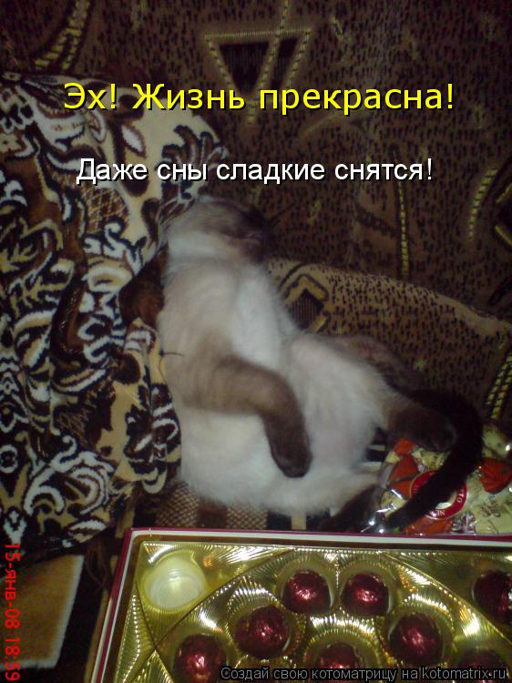 Даже сны сладкие снятся! Эх! Жизнь прекрасна!... Котоматрица: Даже сны сладкие снятся! Эх! Жизнь прекрасна!
