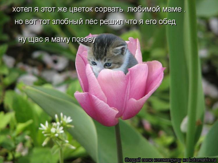 хотел я этот же цветок сорвать любимой маме . но вот тот злобный пёс решил что я его обед ну щас ... Котоматрица: хотел я этот же цветок сорвать любимой маме . но вот тот злобный пёс решил что я его обед ну щас я маму позову