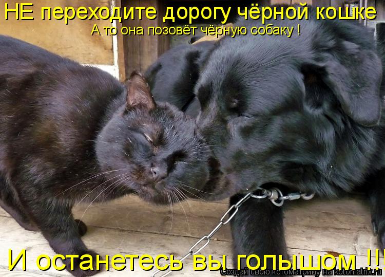 НЕ переходите дорогу чёрной кошке !!!! А то она позовёт чёрную собаку ! И останетесь вы голышом !!!... Котоматрица: НЕ переходите дорогу чёрной кошке !!!! А то она позовёт чёрную собаку ! И останетесь вы голышом !!!