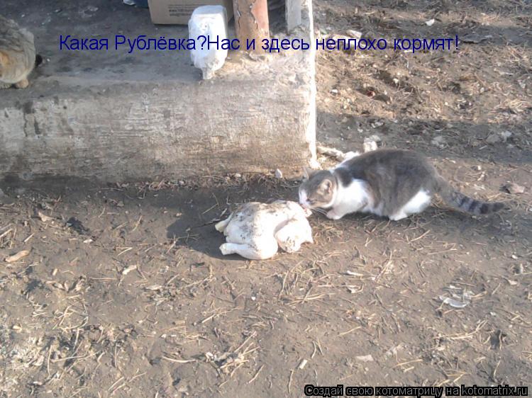 Какая Рублёвка?Нас и здесь неплохо кормят!... Котоматрица: Какая Рублёвка?Нас и здесь неплохо кормят!
