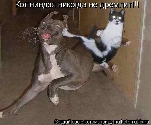 Котоматрица: Кот ниндзя никогда не дремлит!!!