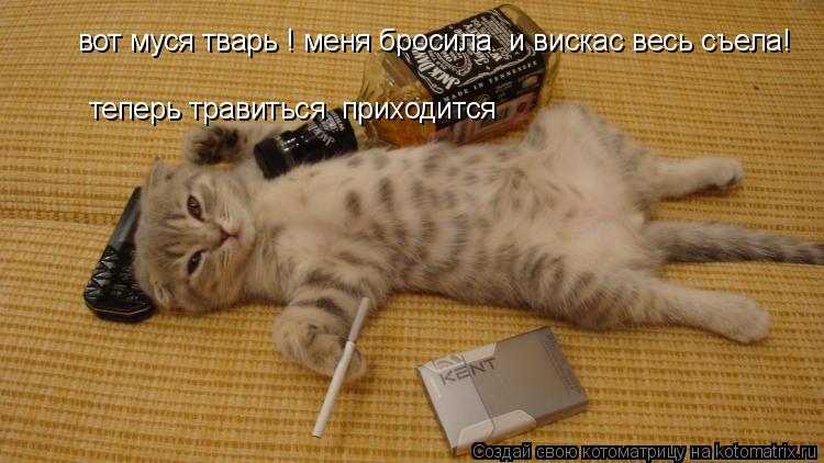 Котоматрица: вот муся тварь ! меня бросила  и вискас весь съела! теперь травиться  приходится