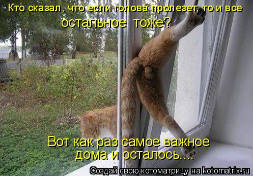 остальное тоже? Вот как раз самое важное дома и осталось.... Кто сказал, что если голова пролезет, т... Котоматрица: остальное тоже? Вот как раз самое важное дома и осталось.... Кто сказал, что если голова пролезет, то и все
