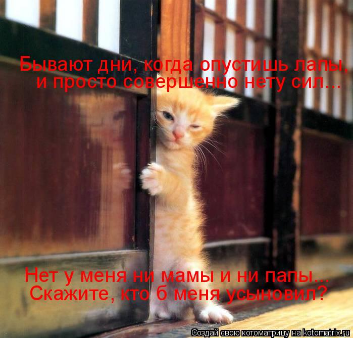 Котоматрица: Бывают дни, когда опустишь лапы,  и просто совершенно нету сил... Нет у меня ни мамы и ни папы... Скажите, кто б меня усыновил?