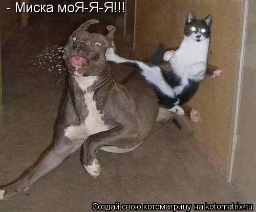 Котоматрица: - Миска моЯ-Я-Я!!!