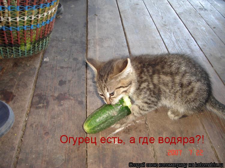 Котоматрица: Огурец есть, а где водяра?!
