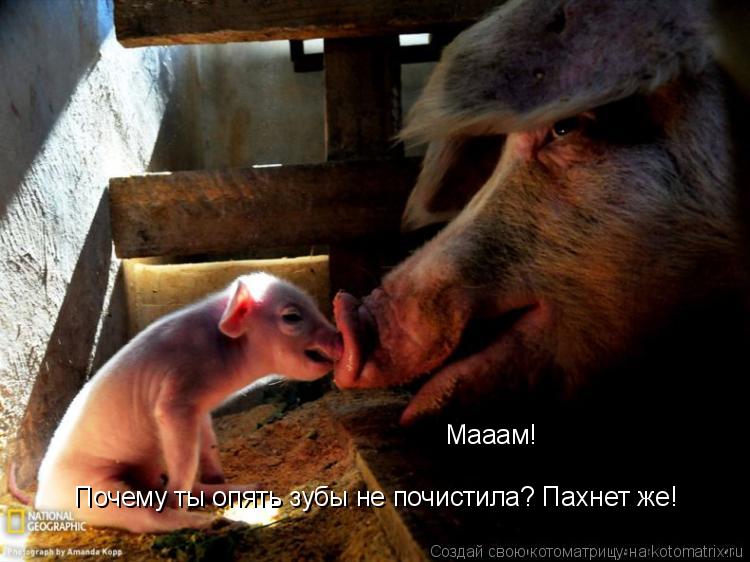Котоматрица: Мааам! Почему ты опять зубы не почистила? Пахнет же!