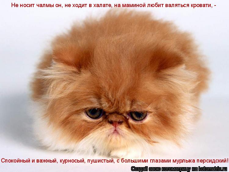 Котоматрица: Не носит чалмы он, не ходит в халате, на маминой любит валяться кровати, - Спокойный и важный, курносый, пушистый, с большими глазами мурлыка 