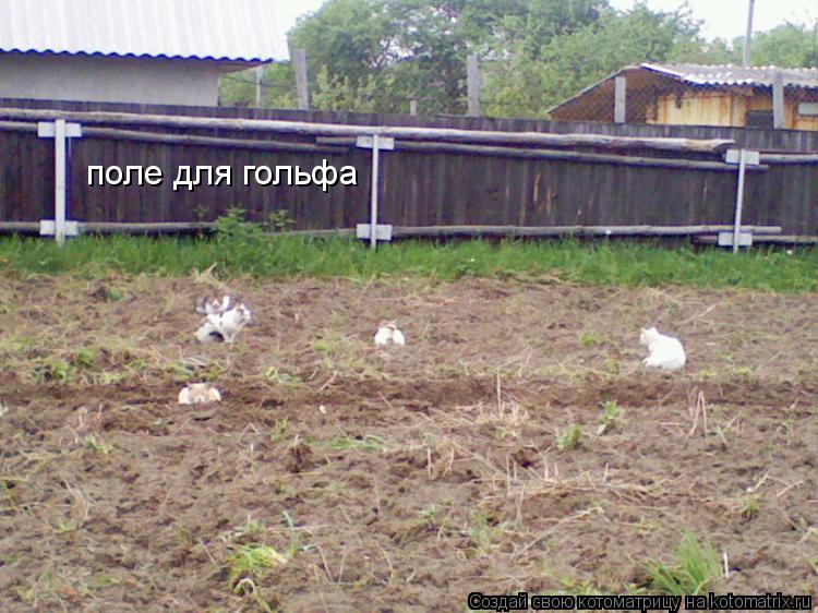 поле для гольфа... Котоматрица: поле для гольфа